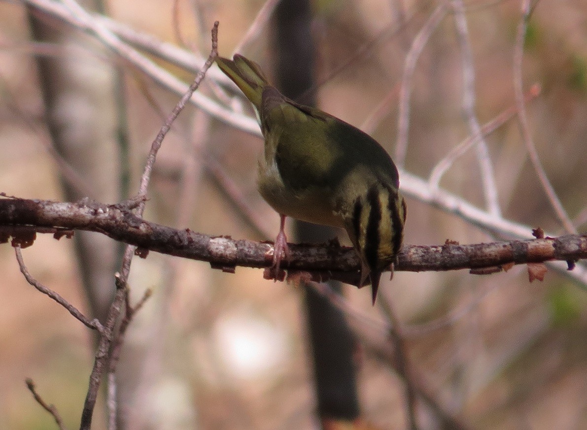 Worm-eating Warbler - "Chia" Cory Chiappone ⚡️