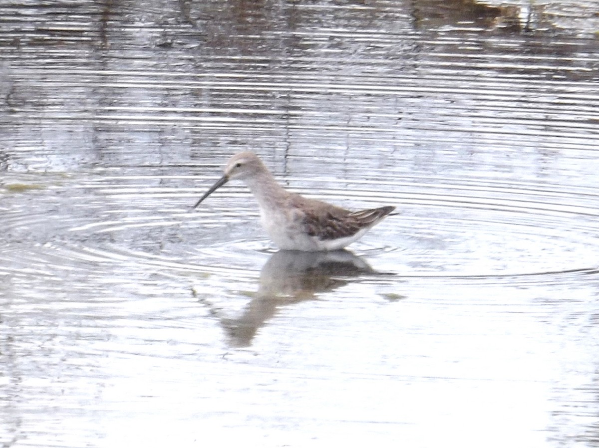 Stilt Sandpiper - ML262825741