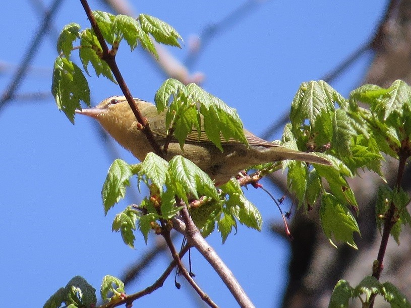 Worm-eating Warbler - ML26282581