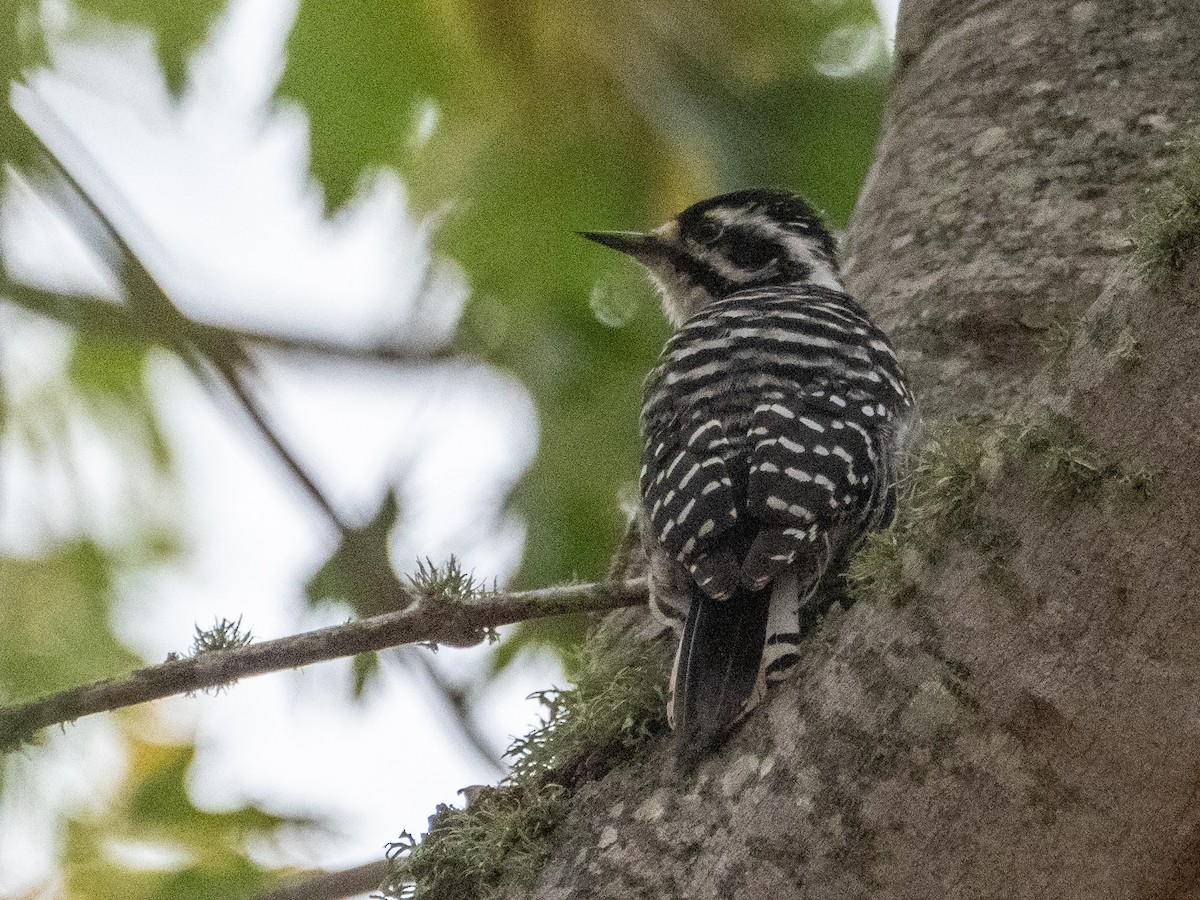 Nuttall's Woodpecker - ML262826141