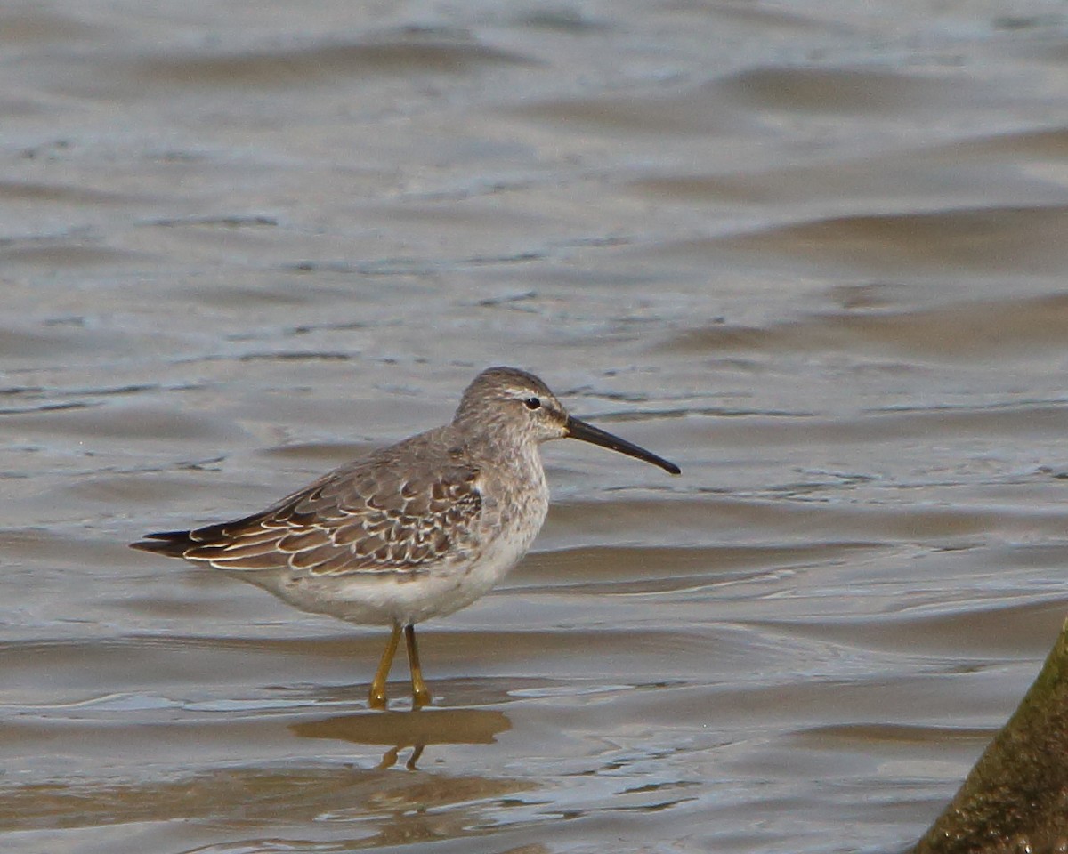 Stilt Sandpiper - Bruce Robinson