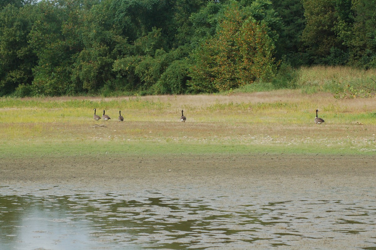 Canada Goose - ML262827611