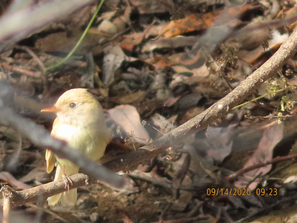 Willow Flycatcher - ML262828791