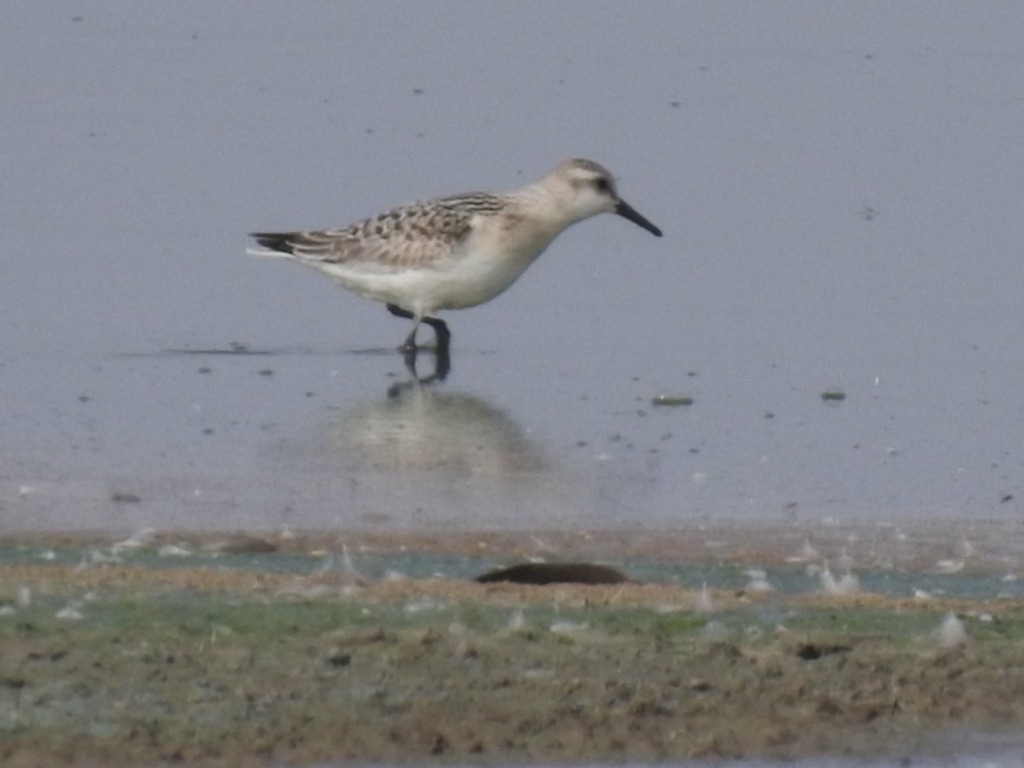 Sanderling - Kenny Nichols