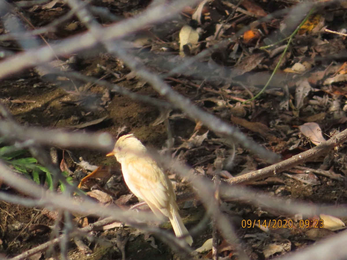 Willow Flycatcher - ML262829001