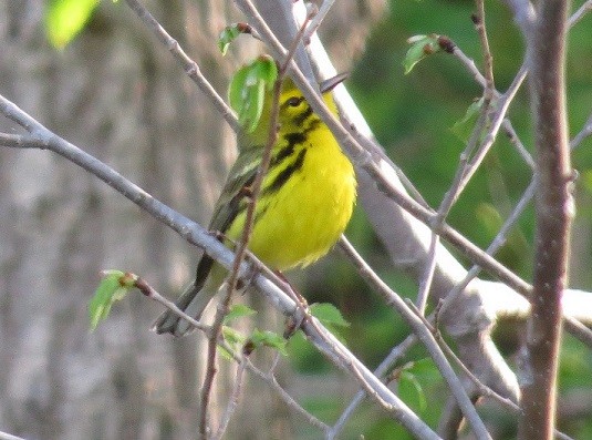 Prairie Warbler - ML26283001