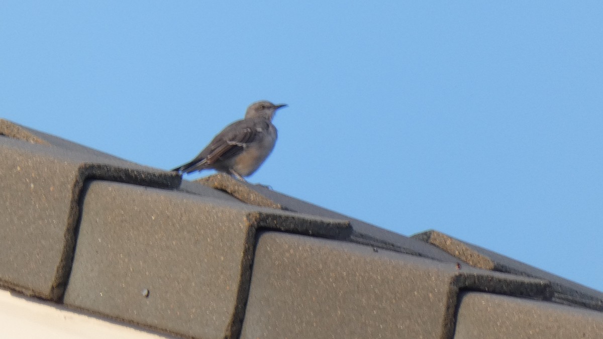 Northern Mockingbird - ML262832661