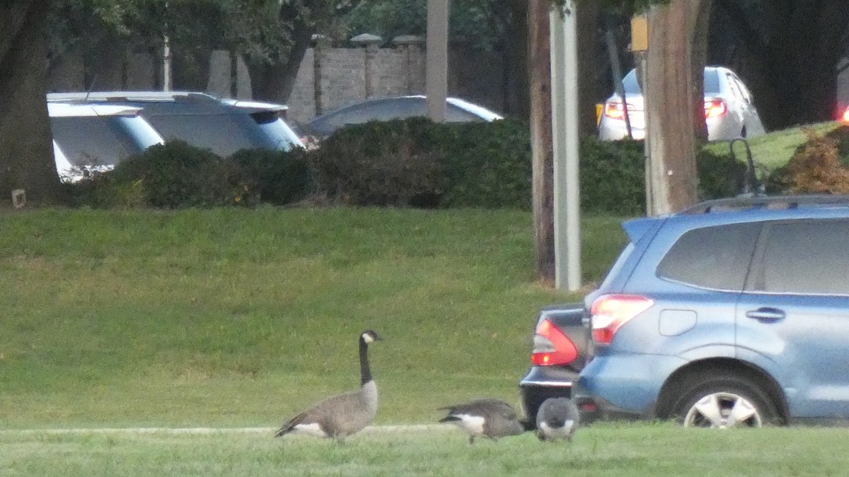 Canada Goose - ML262832771