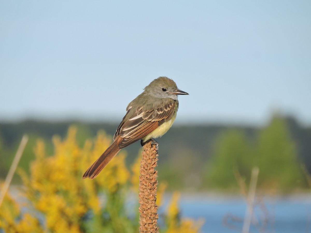 Great Crested Flycatcher - Melody Walsh