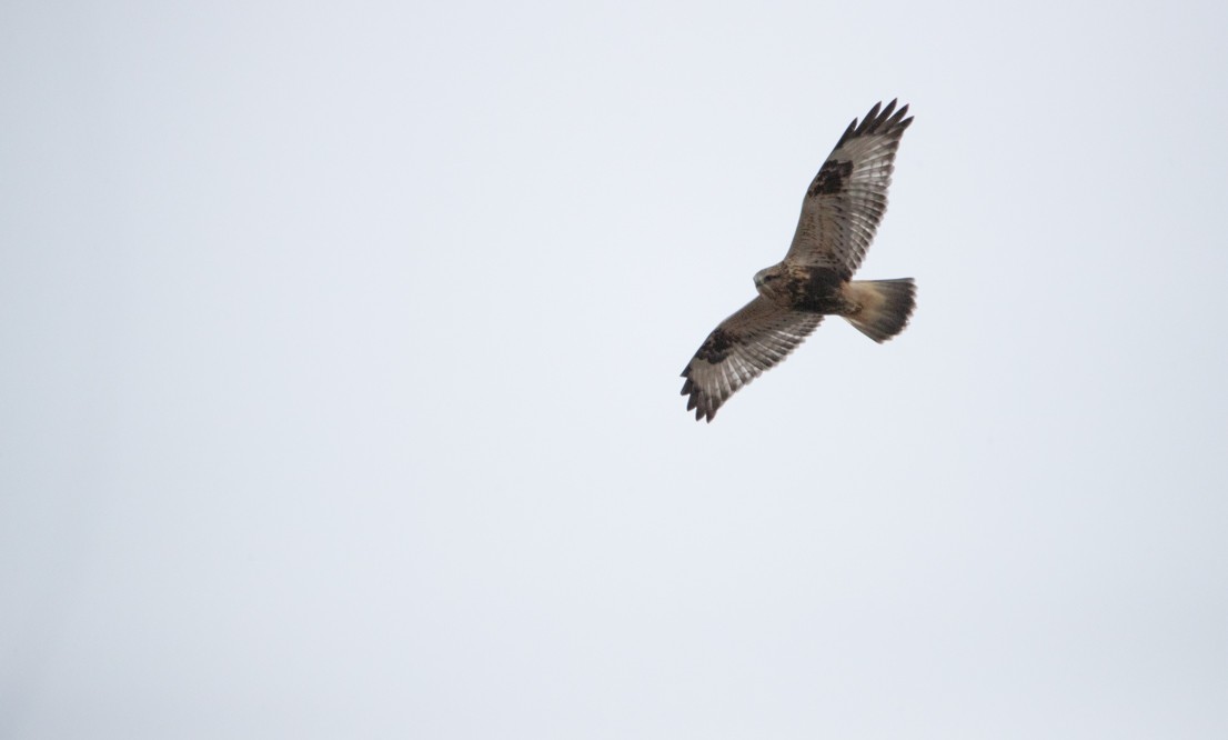 Rough-legged Hawk - ML262833741