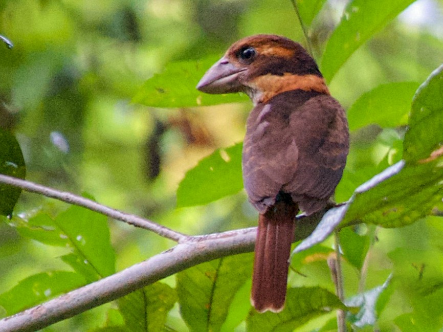 Photos - Shovel-billed Kookaburra - Dacelo rex - Birds of the World