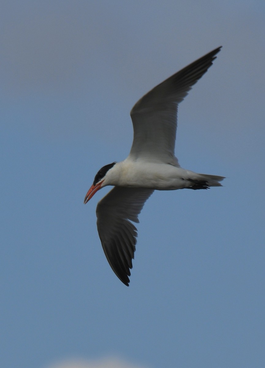 裏海燕鷗 - ML262834931