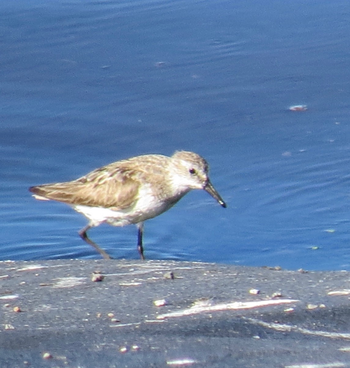 Semipalmated Sandpiper - ML262835101