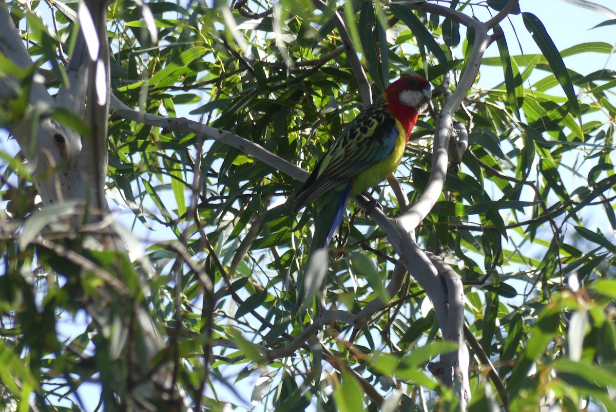 Eastern Rosella - Anonymous