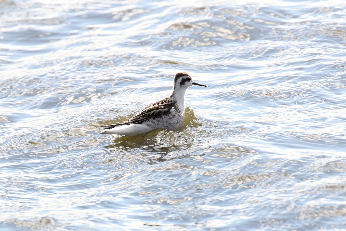 Red-necked Phalarope - ML262835591