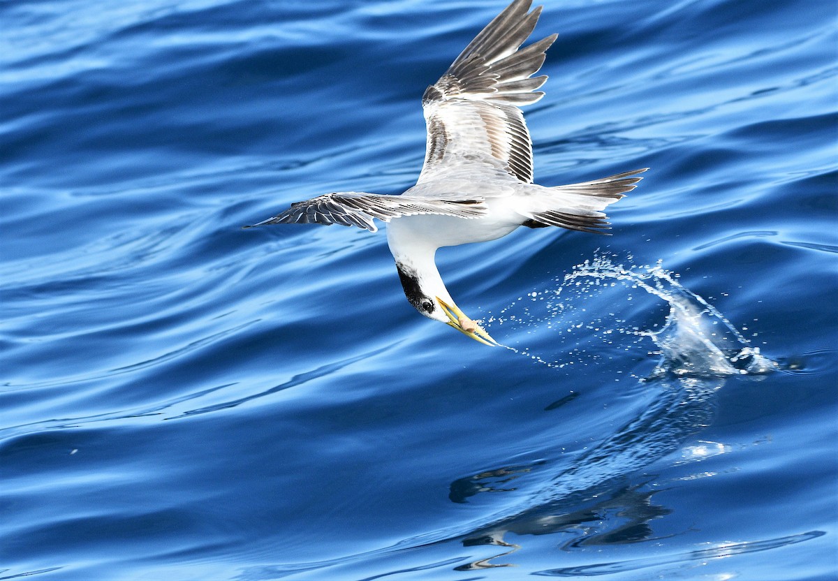 Great Crested Tern - Michael Daley