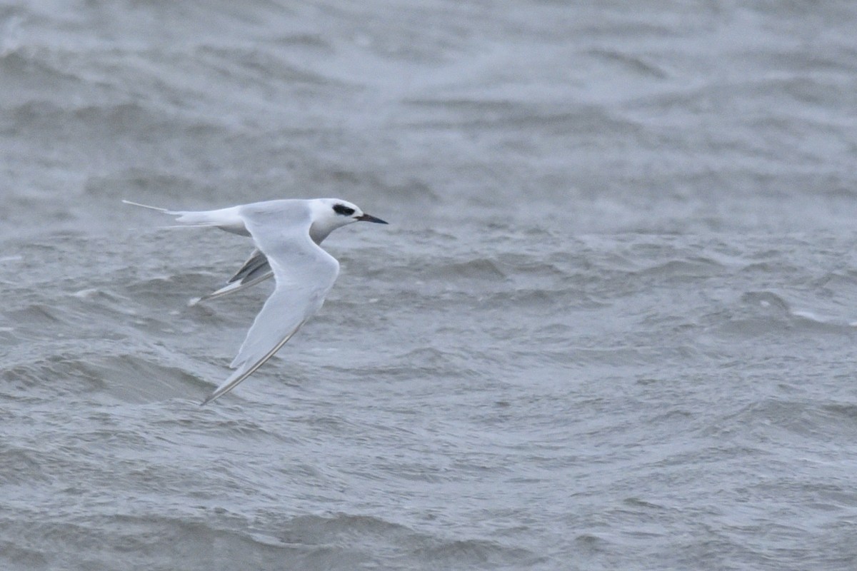 Forster's Tern - ML262839641