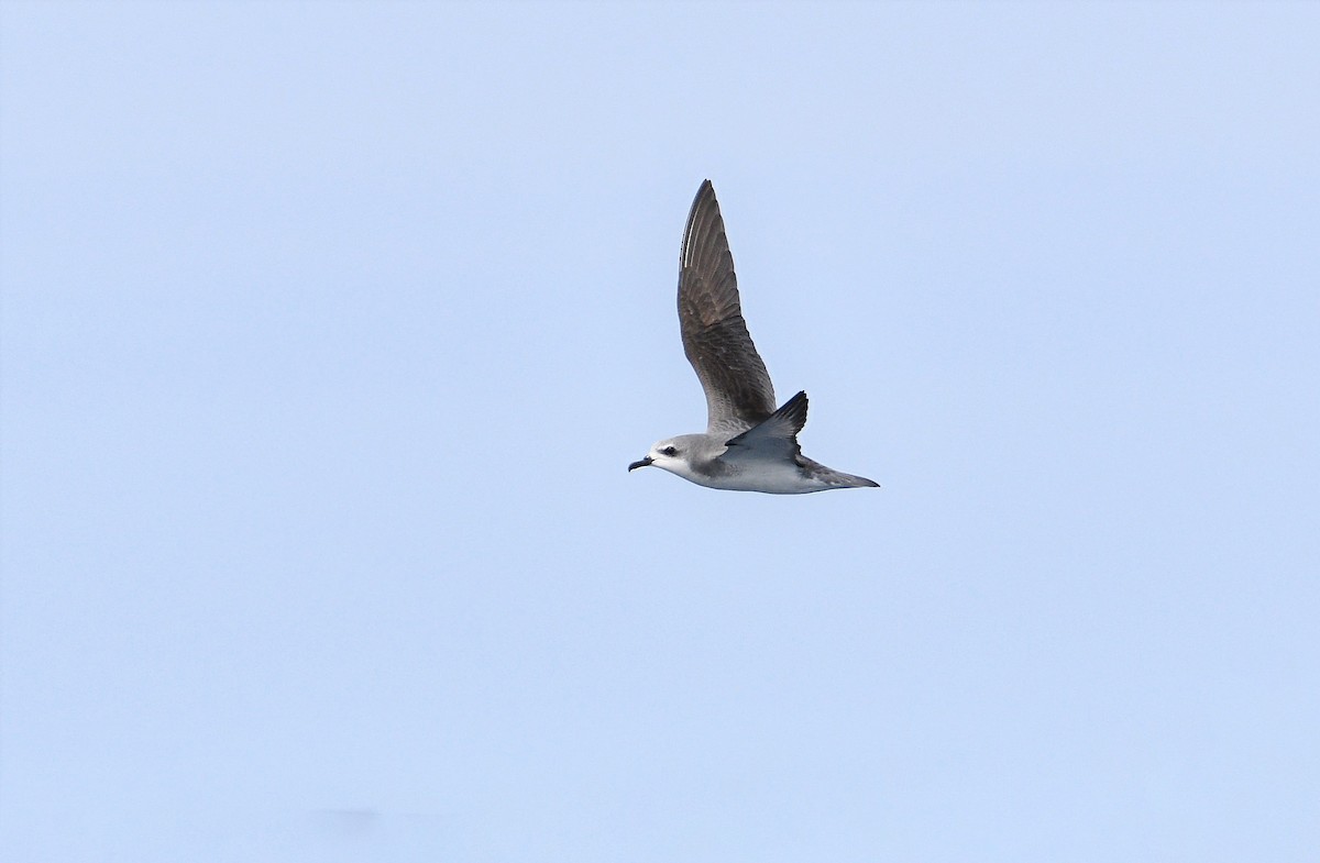 Cook's Petrel - Michael Daley