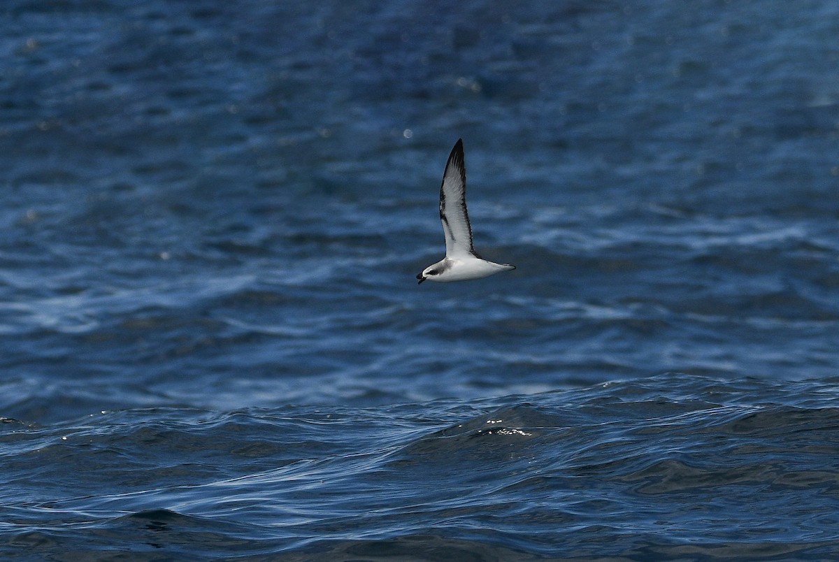 Cook's Petrel - Michael Daley