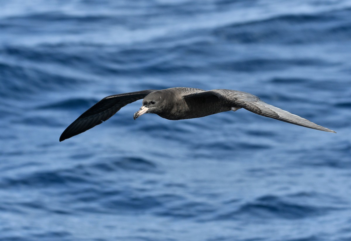 Puffin à pieds pâles - ML262840851