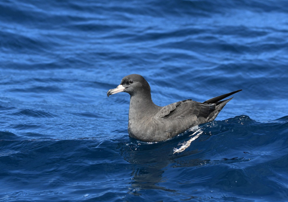 Flesh-footed Shearwater - Michael Daley