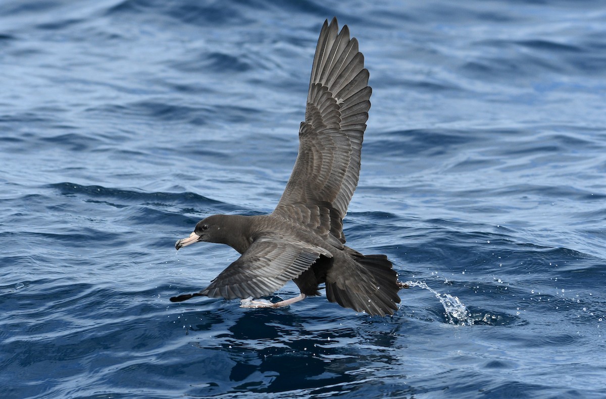 Puffin à pieds pâles - ML262840961