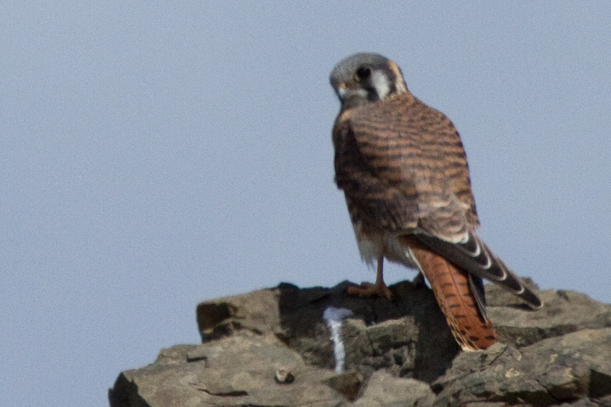 アメリカチョウゲンボウ（fernandensis） - ML262841121