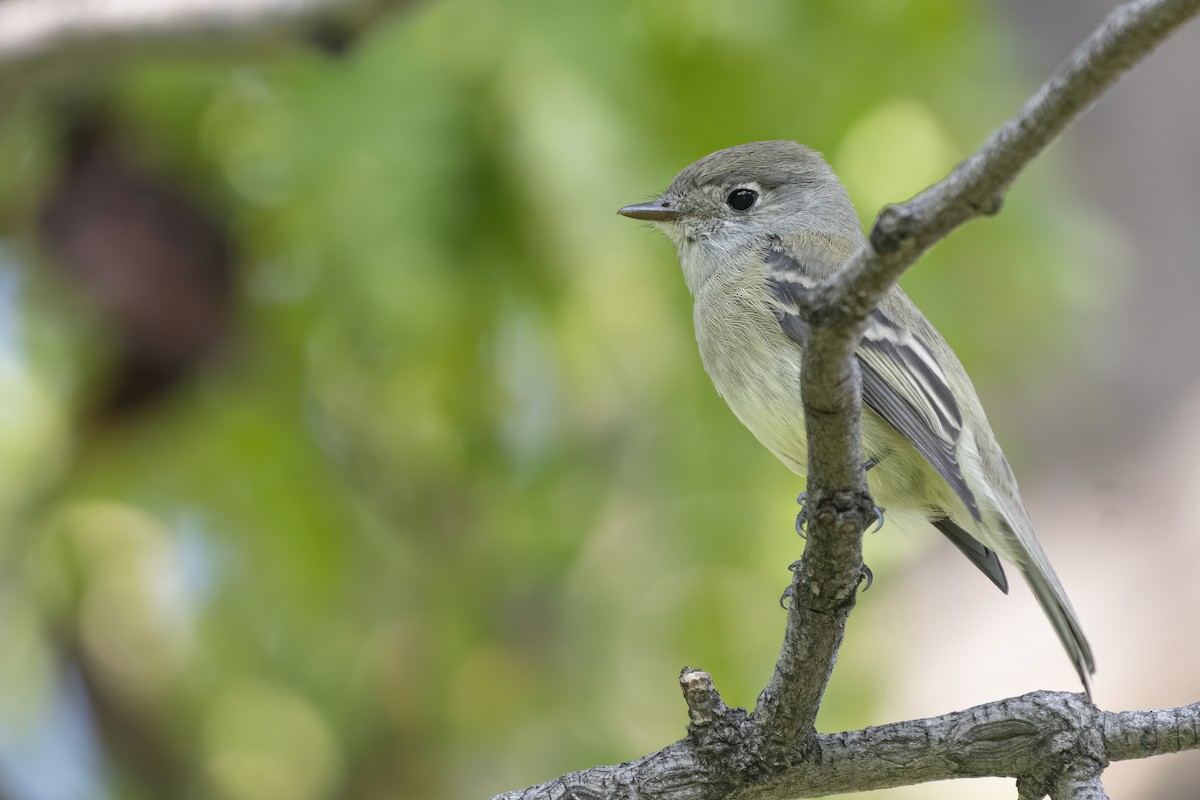 Hammond's Flycatcher - ML262842301