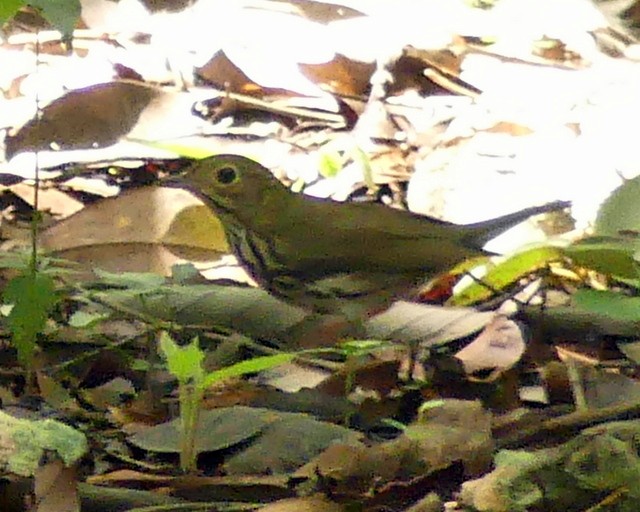 Ovenbird - ML262843211