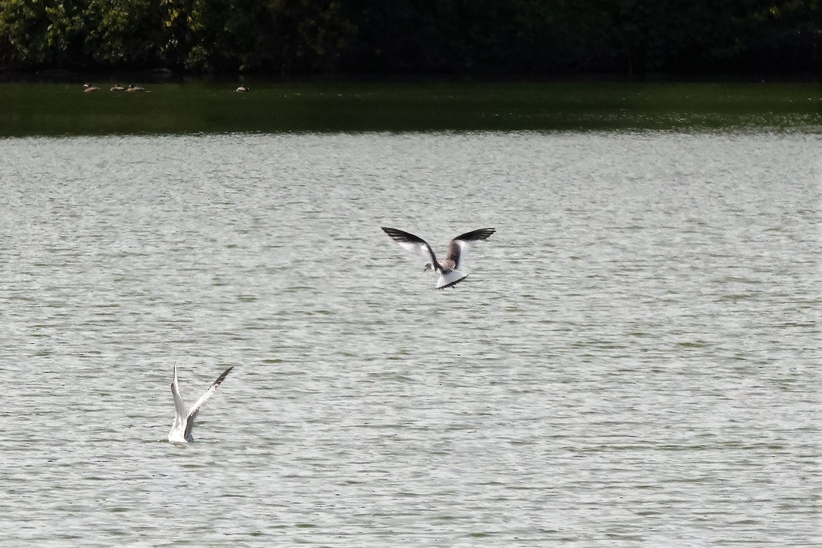 Sabine's Gull - ML262844441