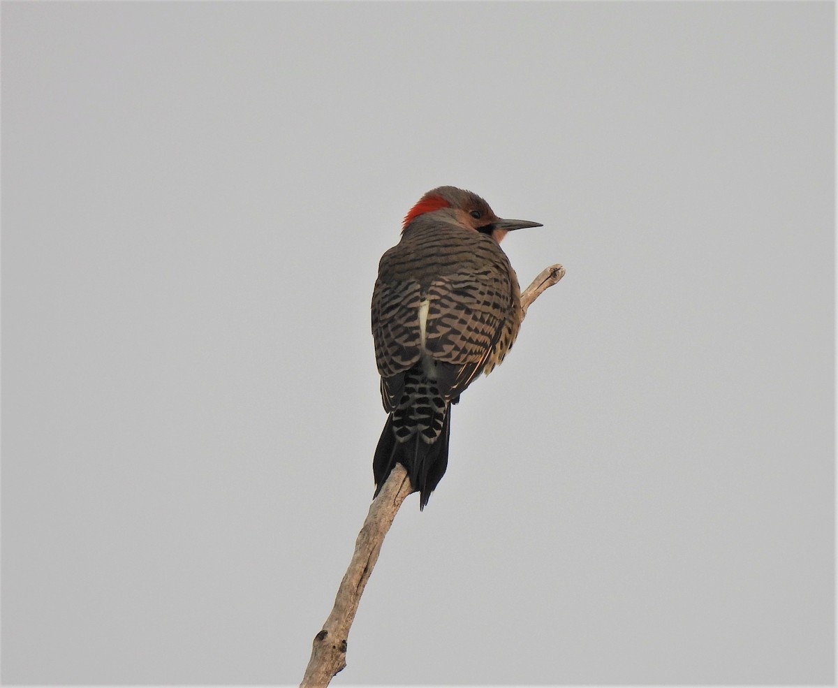 Northern Flicker (Yellow-shafted) - ML262845991