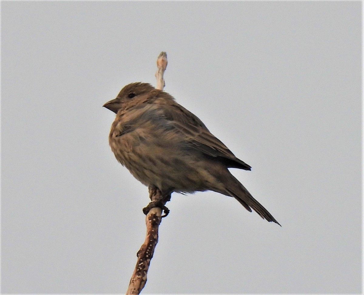 House Finch - ML262846061