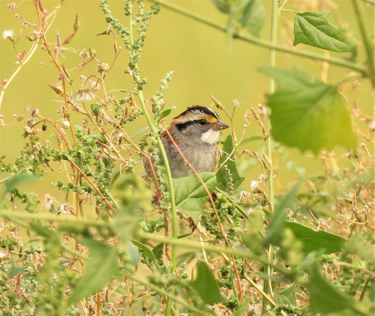 White-throated Sparrow - ML262846291
