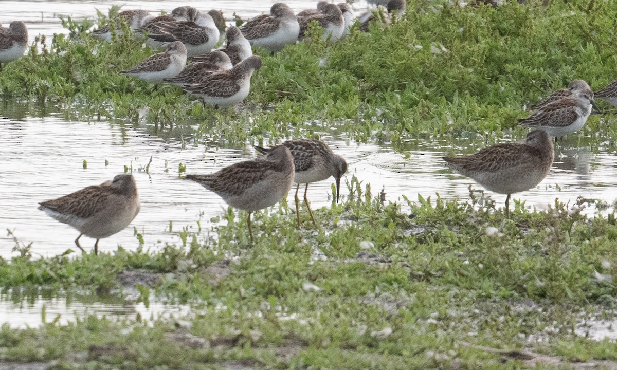 Stilt Sandpiper - Brian Sullivan