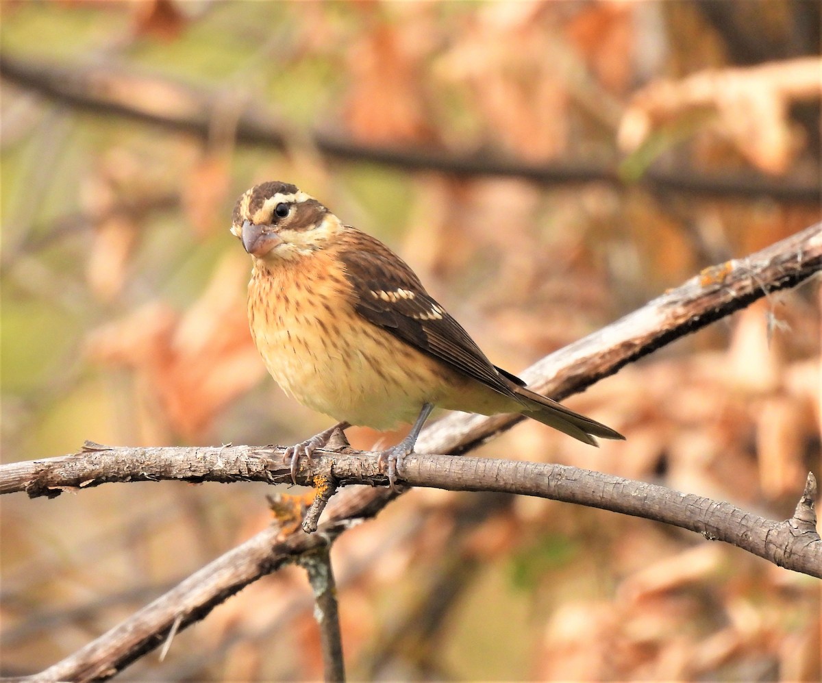 Rose-breasted Grosbeak - ML262846541