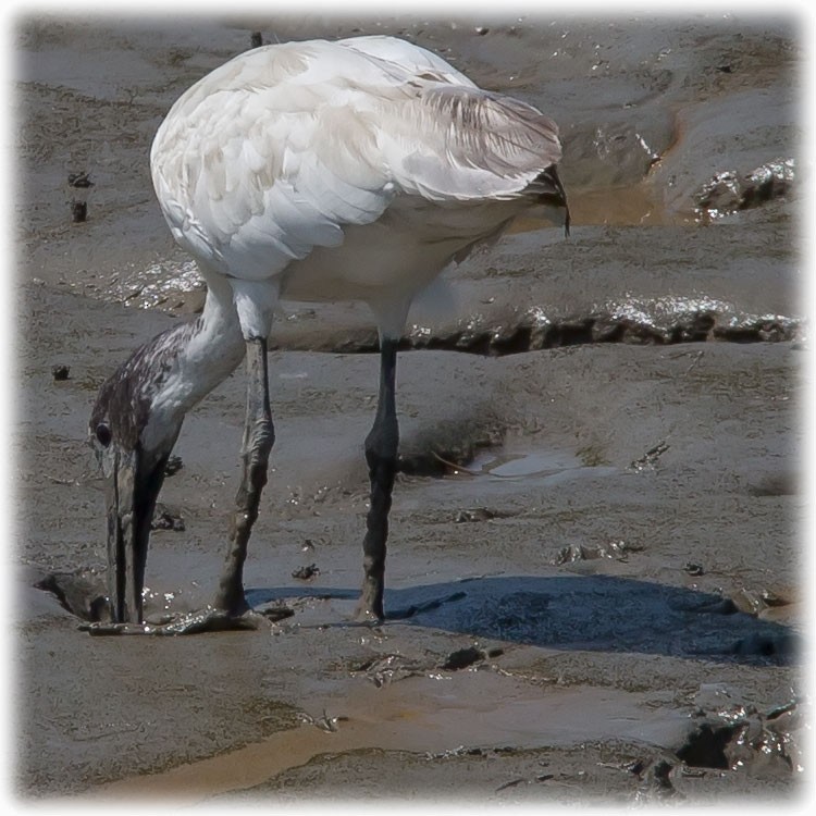 ibis černohlavý - ML262847321