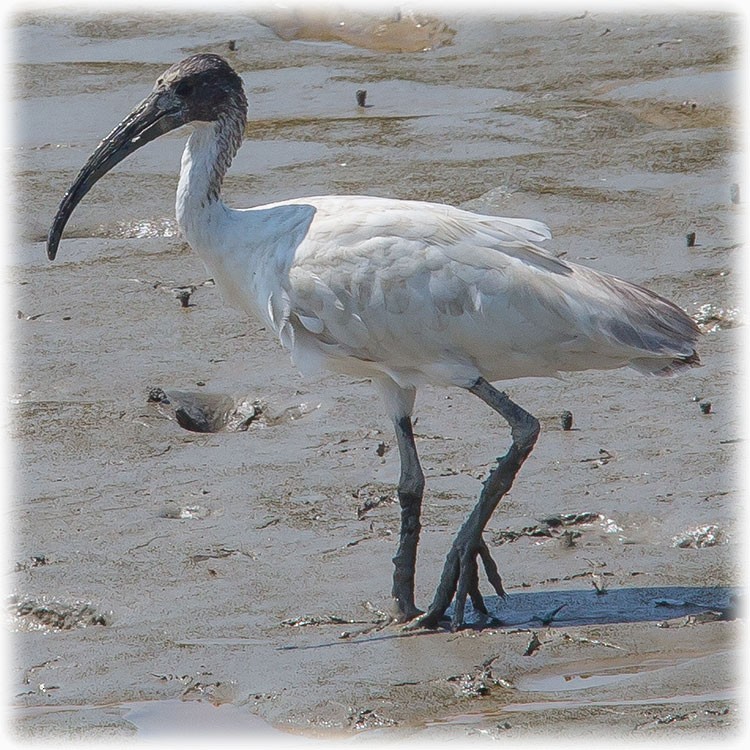 ibis černohlavý - ML262847331