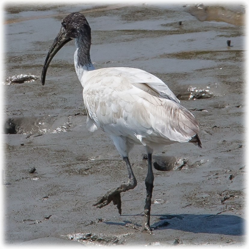 ibis černohlavý - ML262847351