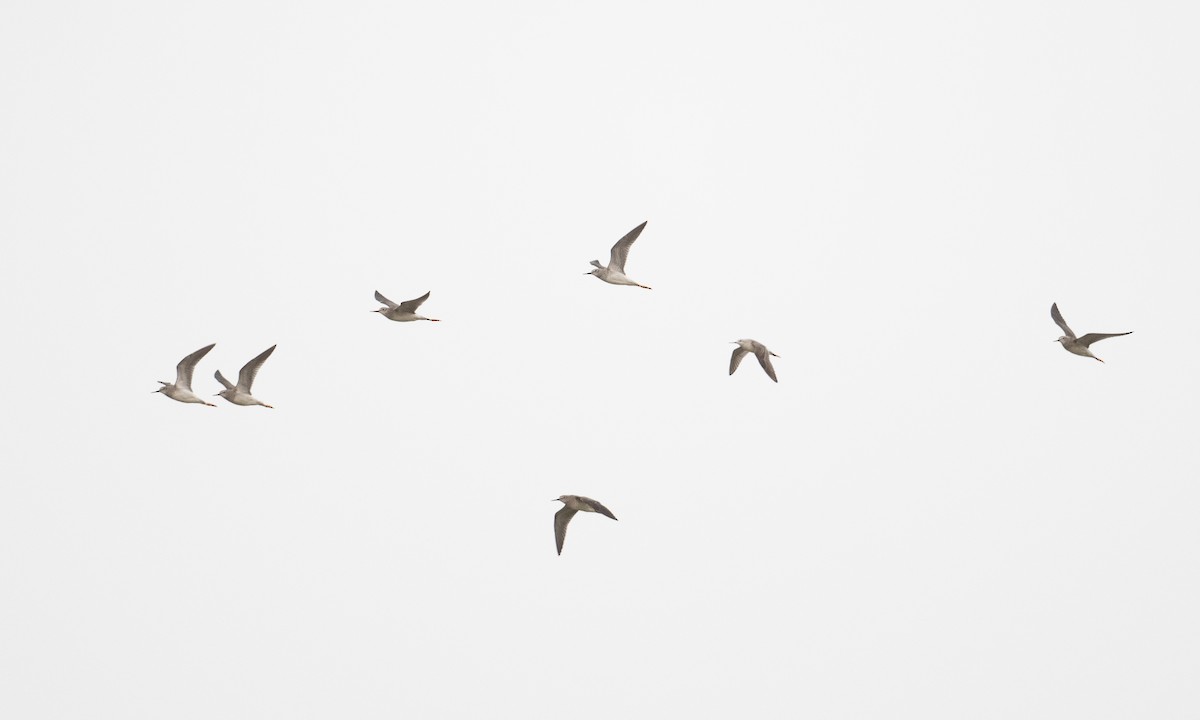 Lesser Yellowlegs - ML262847931