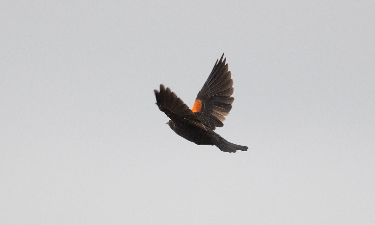 Red-winged Blackbird (California Bicolored) - ML262848041