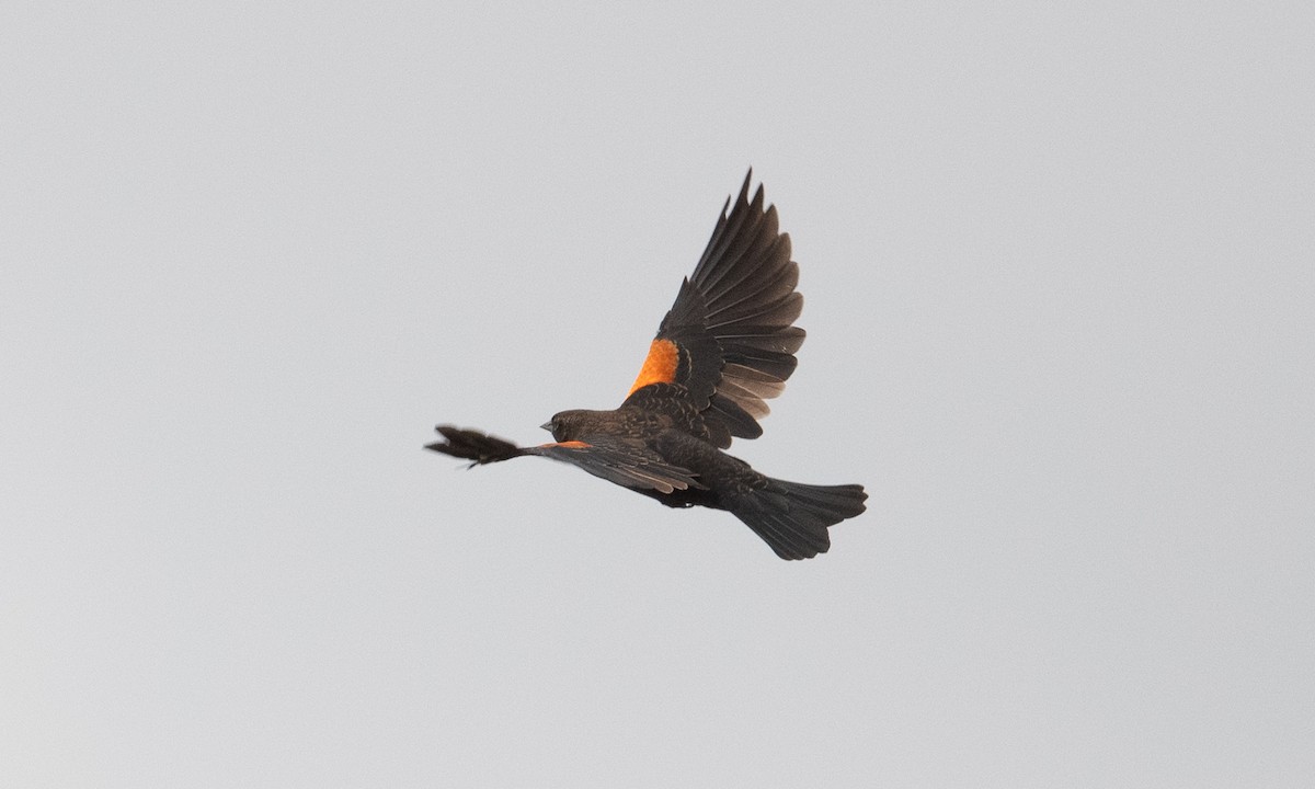 Red-winged Blackbird (California Bicolored) - ML262848061