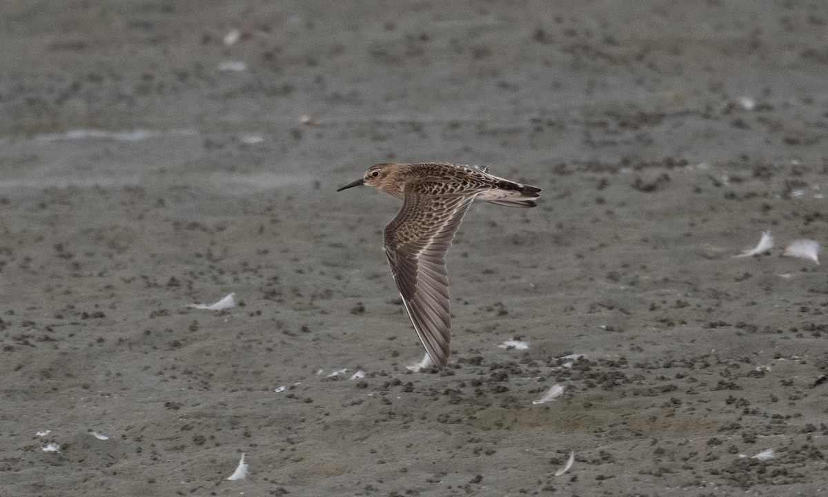 Baird's Sandpiper - Brian Sullivan