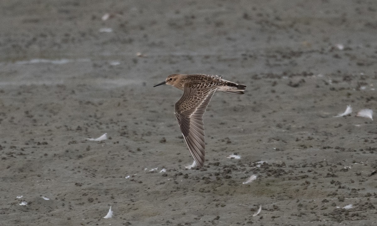 Baird's Sandpiper - ML262848321