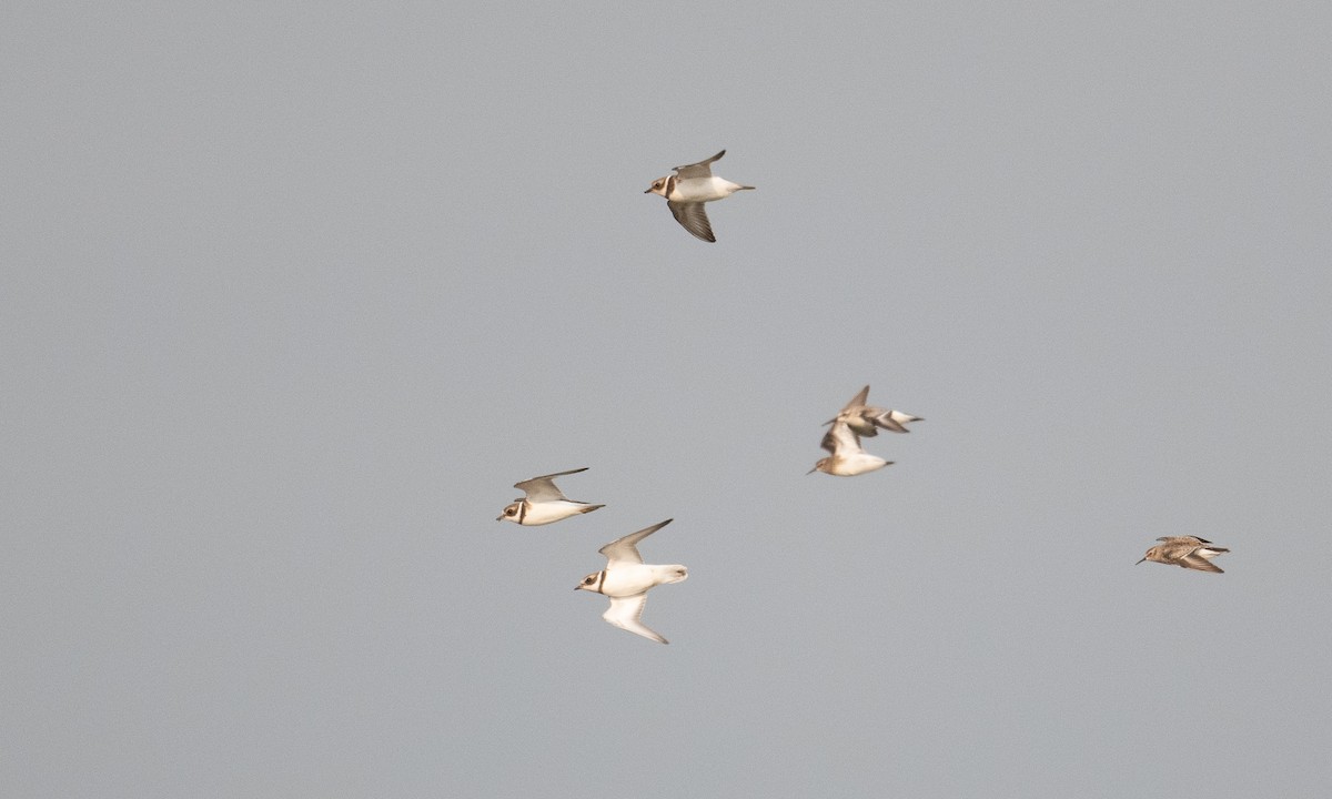 Semipalmated Plover - ML262848381