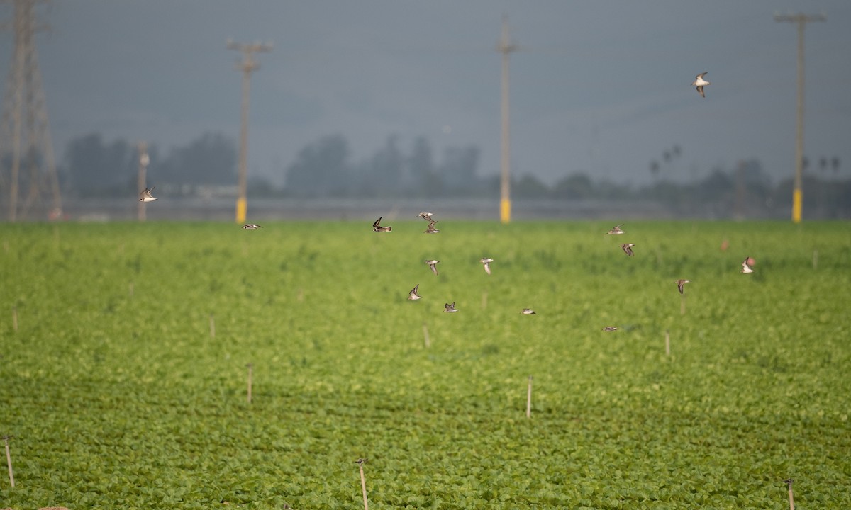 Semipalmated Plover - ML262848391