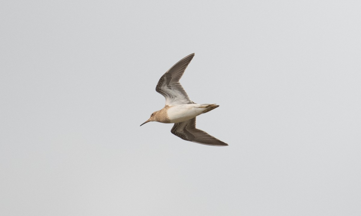 Pectoral Sandpiper - ML262848491