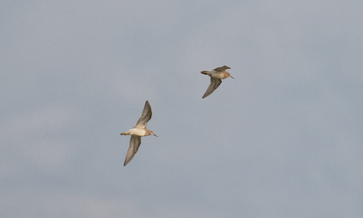 Pectoral Sandpiper - Brian Sullivan