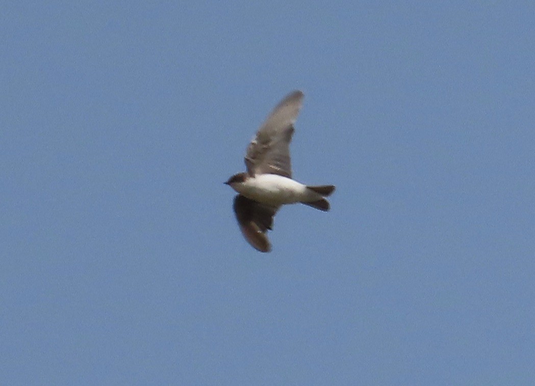 Tree Swallow - ML262848681