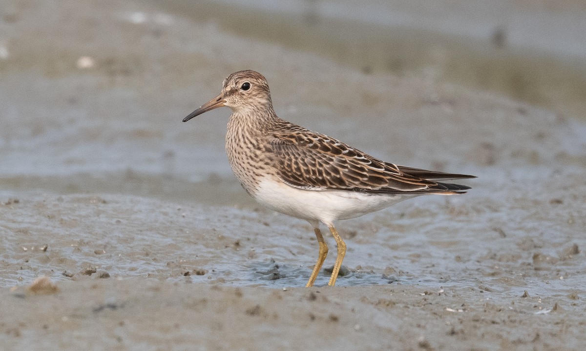 Pectoral Sandpiper - ML262848691