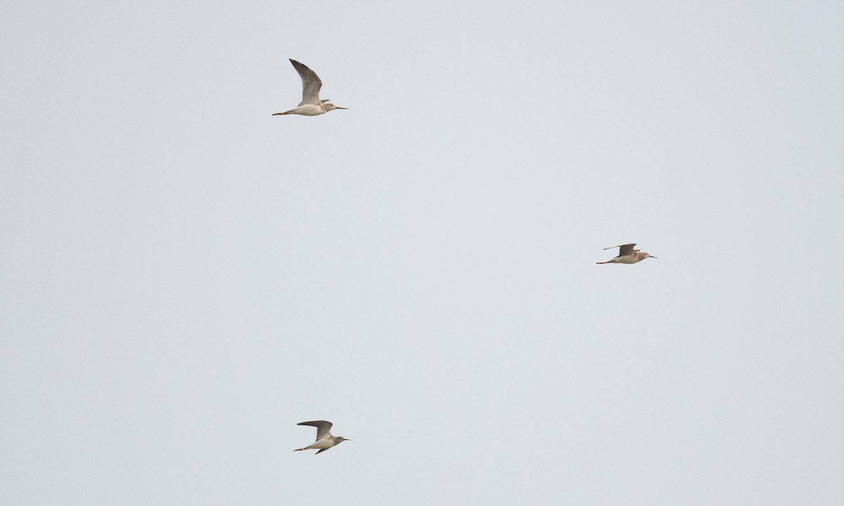 Greater Yellowlegs - ML262848761